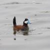 Ruddy Duck